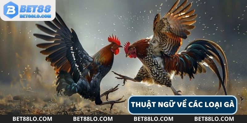 Hiểu loại gà để chọn trò chơi cược phù hợp
