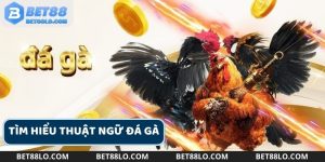 thuật ngữ đá gà bet88