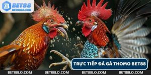 Trực Tiếp Đá Gà Thomo Bet88 24/7